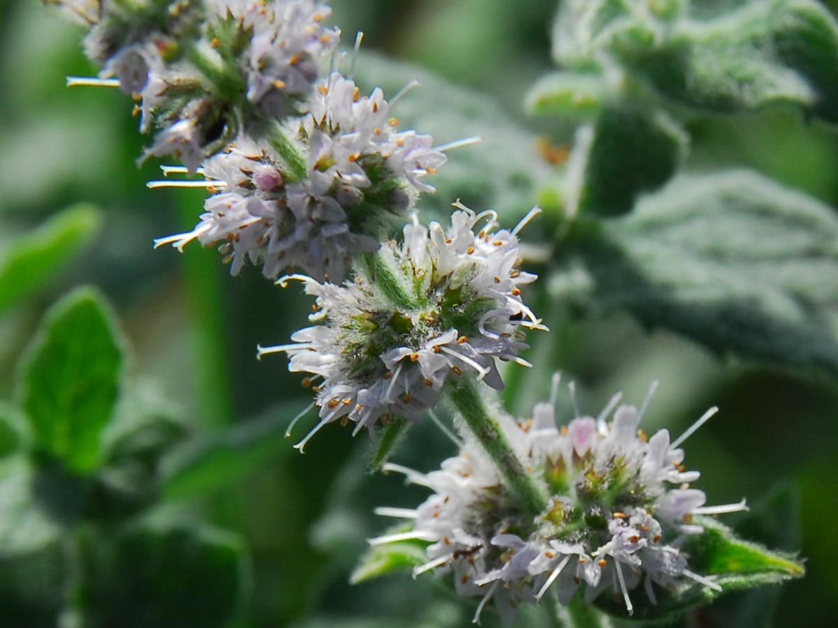 Blüten